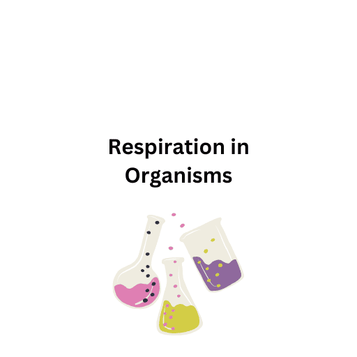 Respiration in Organisms